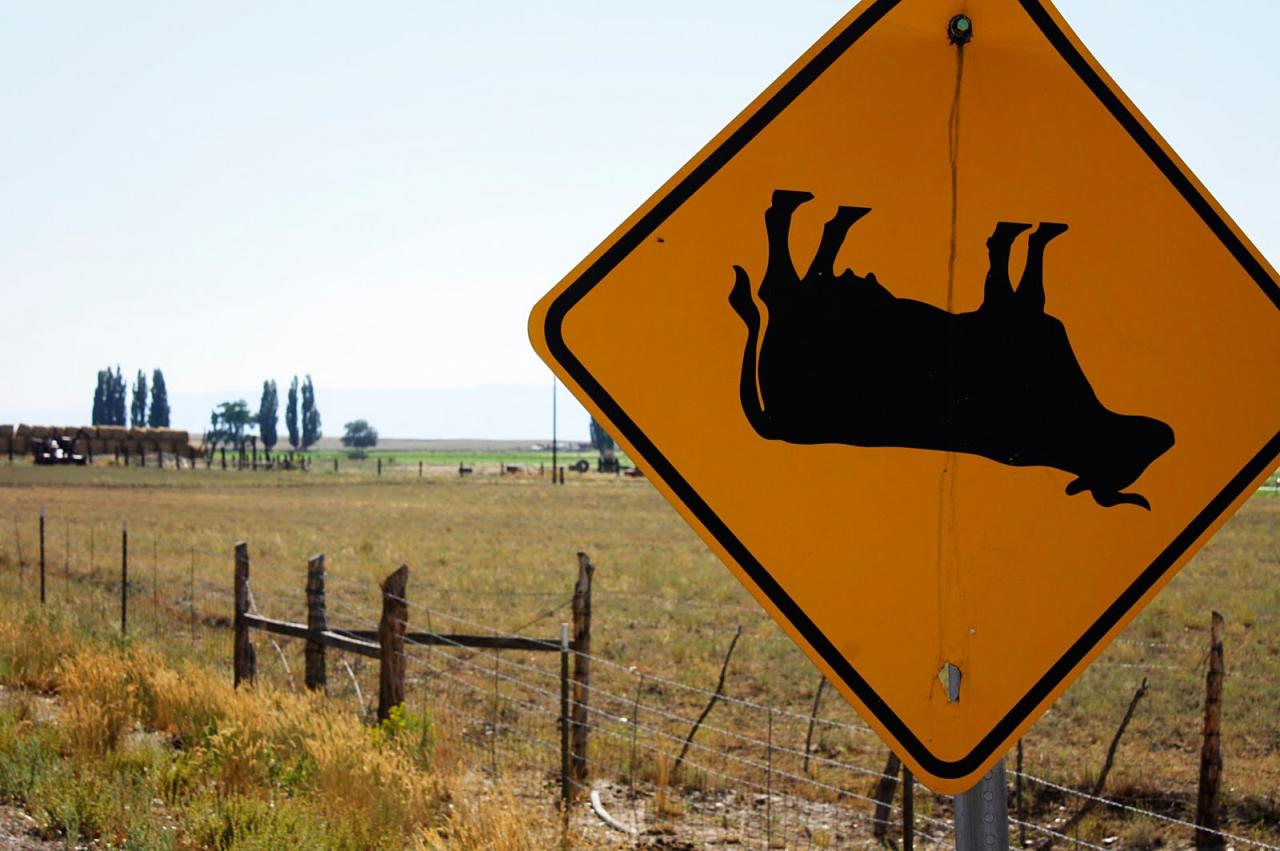 Cow-tipping, and the strange performativity of ‘scientific studies ...