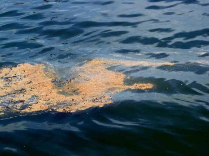 Free picture: oil, slick, oil, spill