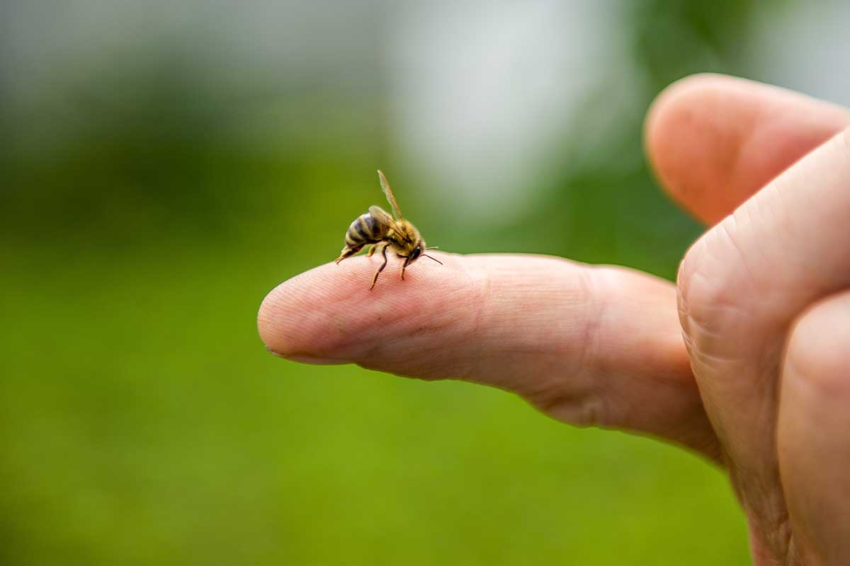 Insect yellow jacket