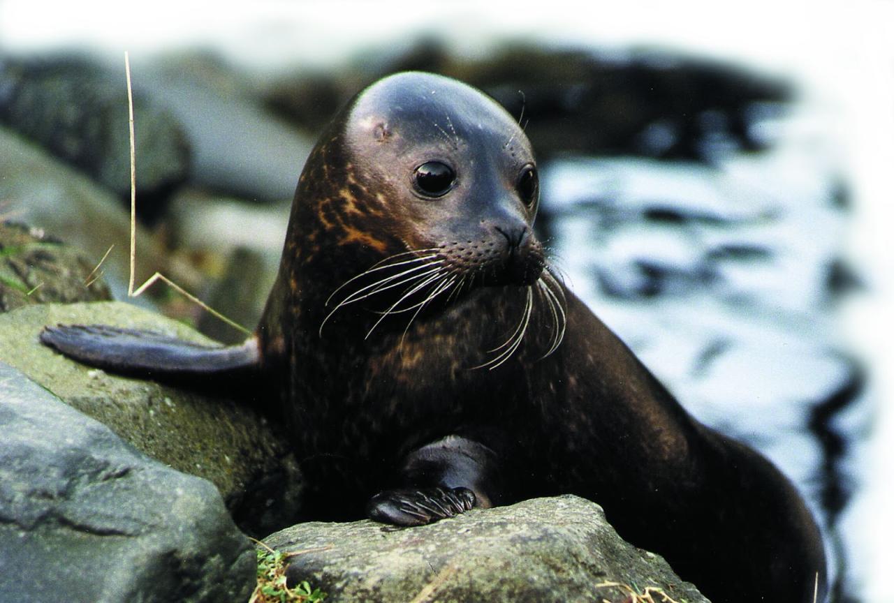 Walking With Ancestors: What Seal Tells Me Walking With Ancestors: What Seal Tells Me