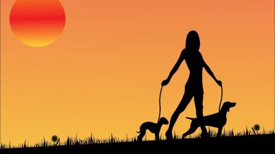 Sunset Dog Dogs · Free image on Pixabay