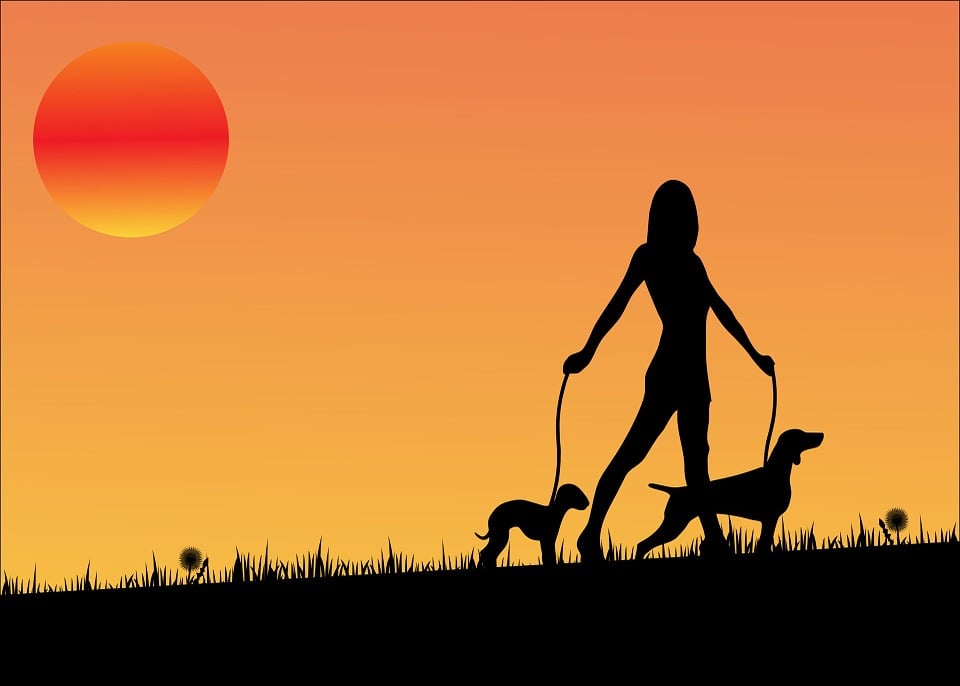 Sunset Dog Dogs · Free image on Pixabay